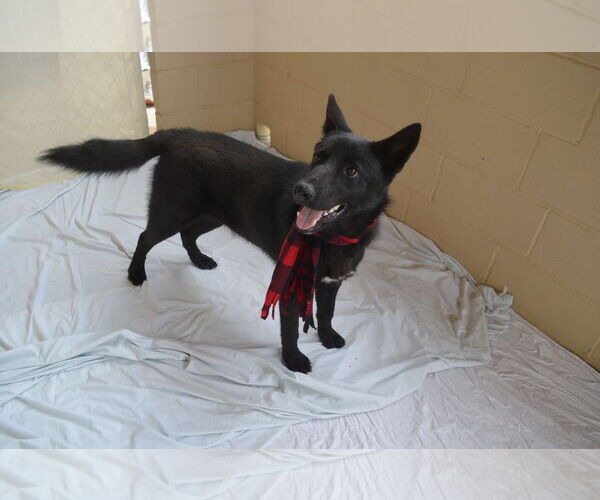 Medium Photo #3 Mutt Puppy For Sale in McKinney, TX, USA