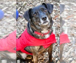 Ollie (Noah) Alabama - Male Beagle-Unknown Mix Dog for Adoption - Photo #21