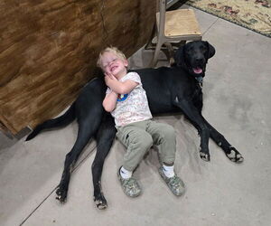 Father of the Labrador Retriever puppies born on 05/02/2025