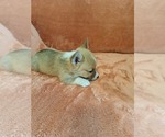 Small #5 Pembroke Welsh Corgi