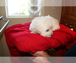 Small Photo #5 Goldendoodle Puppy For Sale in FAIRFIELD, CA, USA
