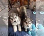 Small #7 Alaskan Malamute