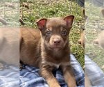 Small Photo #10 Mutt Puppy For Sale in Redmond, WA, USA