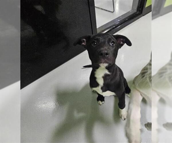 Medium Photo #1 American Pit Bull Terrier-Collie Mix Puppy For Sale in Temple, TX, USA