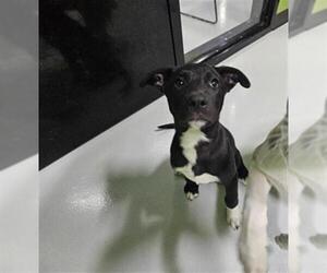 American Pit Bull Terrier-Collie Mix Dogs for adoption in Temple, TX, USA
