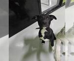 Small American Pit Bull Terrier-Collie Mix