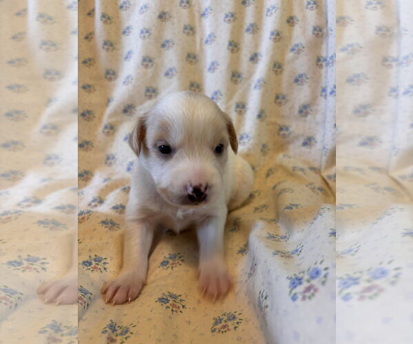 Medium Photo #5 Mutt Puppy For Sale in Pacolet, SC, USA