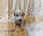 Small #4 Mutt