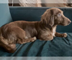 Modist - Male Dachshund Dog for Adoption - Photo #4