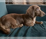 Small Photo #4 Dachshund Puppy For Sale in St. Louis Park, MN, USA