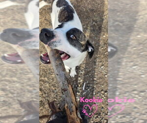 Kookie (Starla) - Female Boxer-Unknown Mix Dog for Adoption - Photo #5