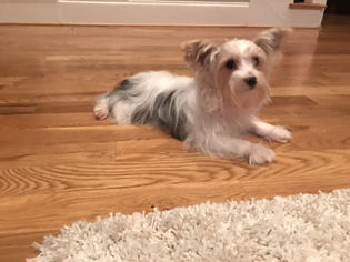 Morkie Puppy for sale in KERNERSVILLE, NC, USA