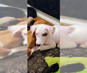 American Staffordshire Terrier-Unknown Mix Dogs for adoption in San Antonio, TX, USA
