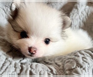 Pomeranian Puppy for sale in LISLE, IL, USA