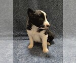 Small Photo #197 Border Collie Puppy For Sale in NORBORNE, MO, USA