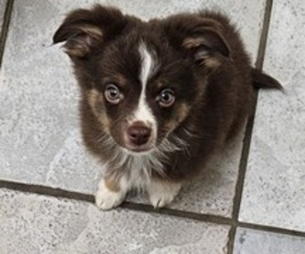 Medium Photo #1 Miniature Australian Shepherd Puppy For Sale in MILTON, WI, USA