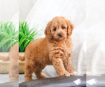 Small Photo #6 Goldendoodle Puppy For Sale in SYRACUSE, IN, USA