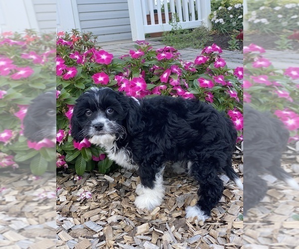 Medium Photo #3 Cavanese Puppy For Sale in CANOGA, NY, USA