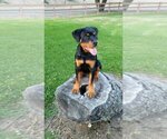 Small Photo #53 Rottweiler Puppy For Sale in OAK GLEN, CA, USA