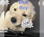 Small Photo #6 Golden Retriever Puppy For Sale in BOILING SPGS, SC, USA