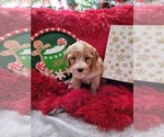 Small Photo #4 Goldendoodle-Miniature Bernedoodle Mix Puppy For Sale in LAKE CITY, FL, USA