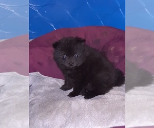Pomeranian Puppy for sale in SPOTSYLVANIA, VA, USA