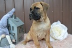 Small Photo #5 Boerboel Puppy For Sale in HONEY BROOK, PA, USA
