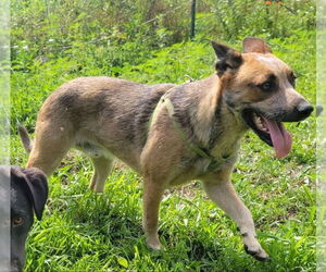 Mutt Dogs for adoption in Garden City, NY, USA