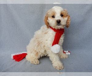 Cockapoo Puppy for sale in MILLERSBURG, OH, USA