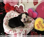 Small Photo #15 English Bulldog Puppy For Sale in LEHIGH ACRES, FL, USA