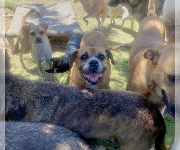 Medium Photo #2 Boxer-Unknown Mix Puppy For Sale in Newport Beach, CA, USA