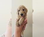 Small #1 Goldendoodle