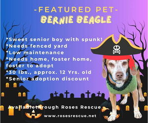 Beagle Dogs for adoption in Rootstown, OH, USA