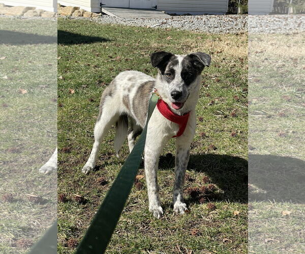 Medium Photo #4 Mutt Puppy For Sale in Holly Springs, NC, USA