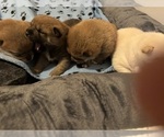 Small #2 Shiba Inu