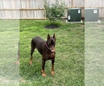 Small Doberman Pinscher