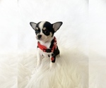 Small #4 Chihuahua