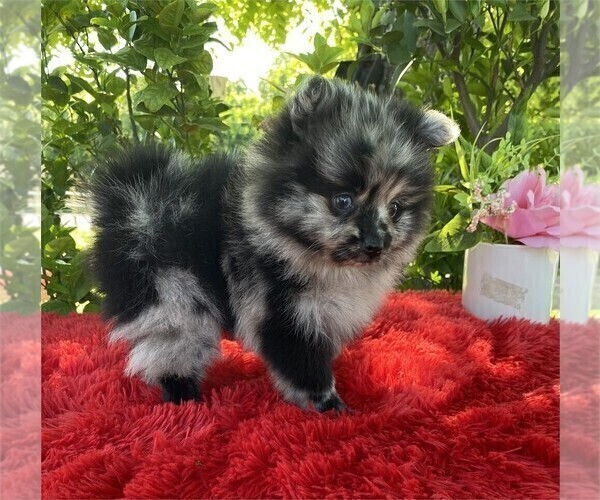 Medium Photo #16 Pomeranian Puppy For Sale in FT LAUDERDALE, FL, USA