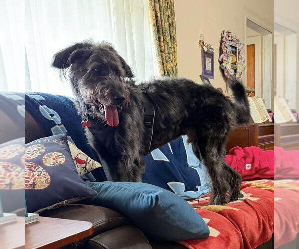 Medium Photo #2 Poodle (Standard)-Unknown Mix Puppy For Sale in Spring Lake, NC, USA