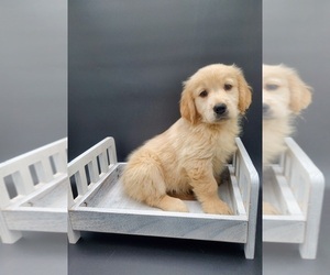 Medium Golden Retriever