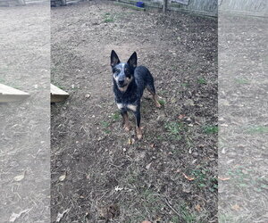 K C - Male Mutt Dog for Adoption - Photo #2