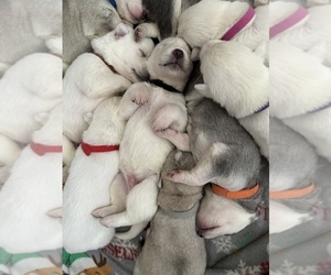 German Shepherd Dog-Siberian Husky Mix Puppy for sale in MERRITT ISLAND, FL, USA