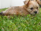 Small #24 Morkie