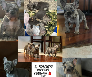 French Bulldog Litter for sale in WICHITA FALLS, TX, USA