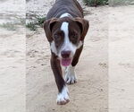 Small #8 Mountain Cur Mix