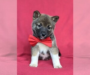 Shiba Inu Puppy for sale in ATGLEN, PA, USA