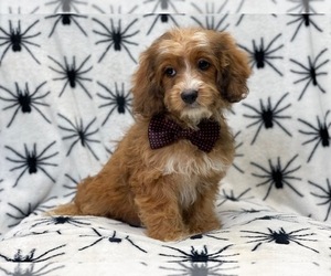 Cockapoo Puppy for sale in LAKELAND, FL, USA