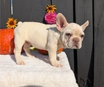 Small #17 French Bulldog