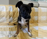 Small #2 Chihuahua Mix