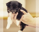 Small Photo #1 Australian Shepherd Puppy For Sale in DIAMOND VALLEY, UT, USA